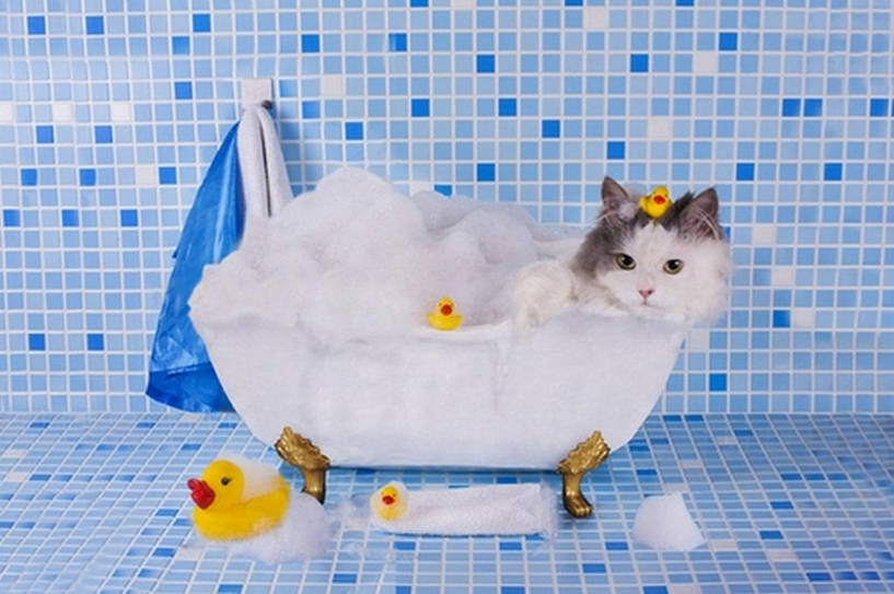 Do Cats Need Special Shampoo?